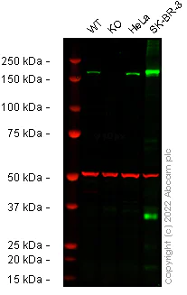 Western blot - Human ErbB2 / HER2 knockout A549 cell line (AB286455)