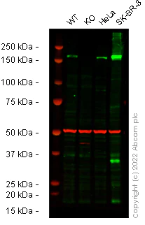 Western blot - Human ErbB2 / HER2 knockout HCT116 cell line (AB286644)