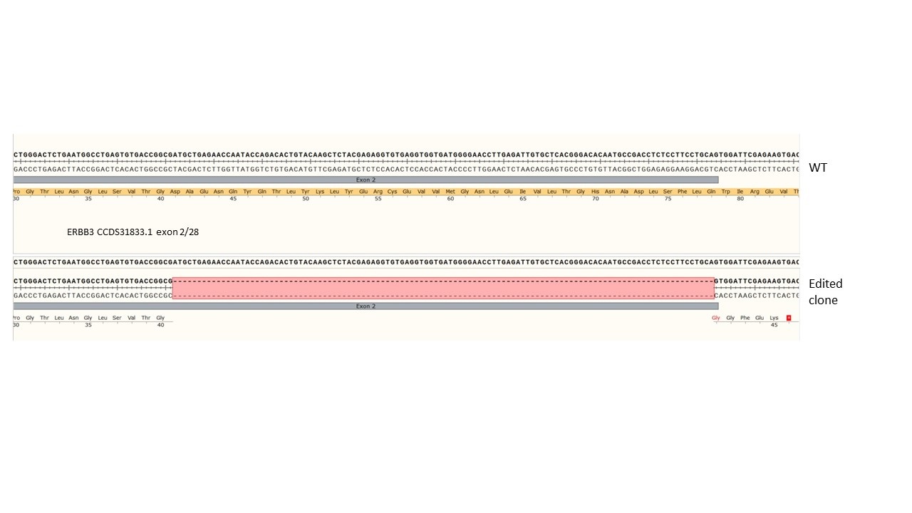 Next Generation Sequencing - Human ERBB3 knockout A549 cell line (AB286697), expandable thumbnail