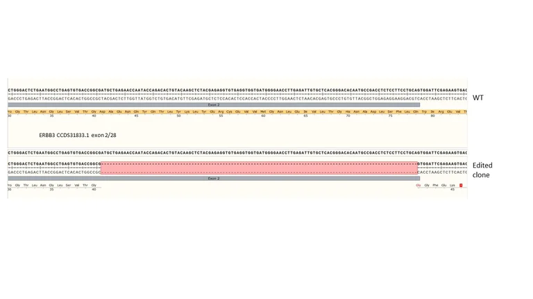 Next Generation Sequencing - Human ERBB3 knockout A549 cell line (AB286697)