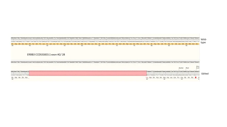 Next Generation Sequencing - Human ERBB3 knockout MCF7 cell line (AB286320)