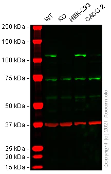 Western blot - Human ERCC4 knockout HeLa cell line (AB280068)