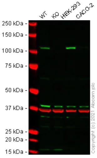 Western blot - Human ERCC4 knockout HeLa cell line (AB280068)