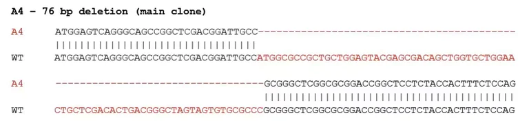 Sanger Sequencing - Human ERCC4 knockout HeLa cell lysate (AB280127)