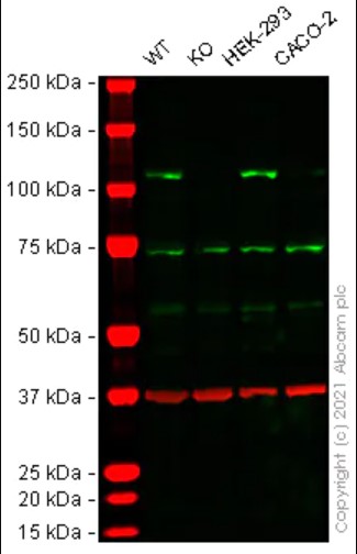 Human ERCC4 knockout HeLa cell lysate