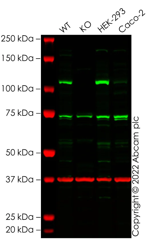Western blot - Human ERCC4 knockout HeLa cell lysate (AB280127)