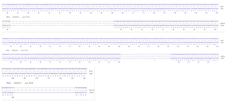Sanger Sequencing - Human ERCC6 Knockout A549 cell line (AB324210), expandable thumbnail