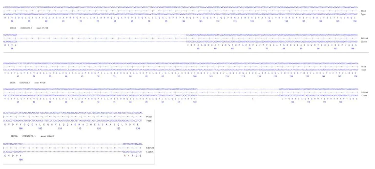 Sanger Sequencing - Human ERCC6 Knockout A549 cell line (AB324210)