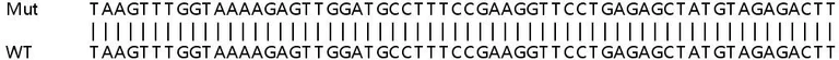 Sanger Sequencing - Human ERGIC2 (PTX1) knockout HeLa cell line (AB265745)