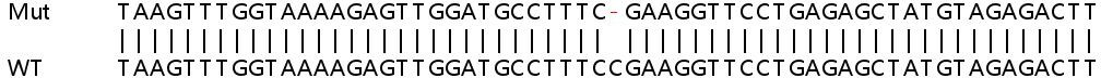 Sanger Sequencing - Human ERGIC2 (PTX1) knockout HeLa cell lysate (AB258862), expandable thumbnail