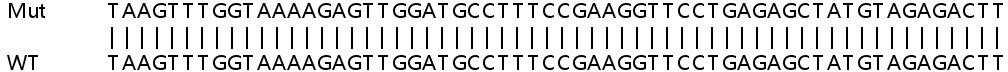 Sanger Sequencing - Human ERGIC2 (PTX1) knockout HeLa cell lysate (AB258862), expandable thumbnail