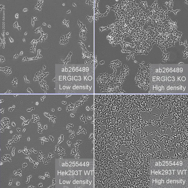 Cell Culture - Human ERGIC3 knockout HEK-293T cell line (AB266489)
