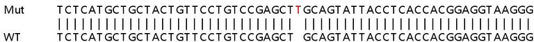 Sanger Sequencing - Human ERGIC3 knockout HEK-293T cell line (AB266489)