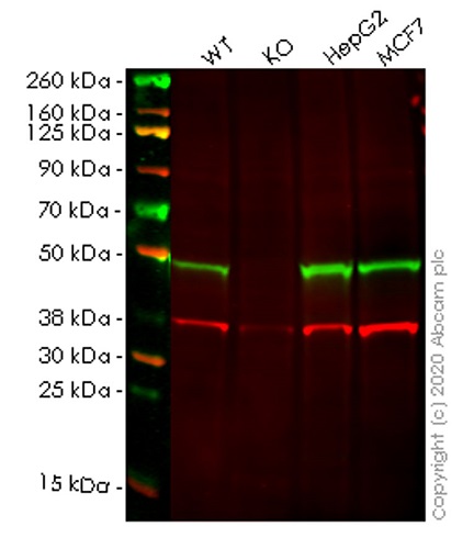 Western blot - Human ERGIC3 knockout HEK-293T cell lysate (AB257941)