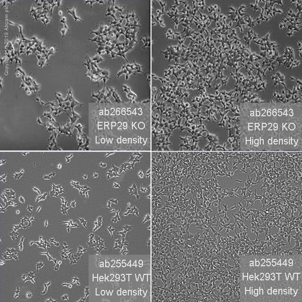 Cell Culture - Human ERP29 knockout HEK-293T cell line (AB266543)