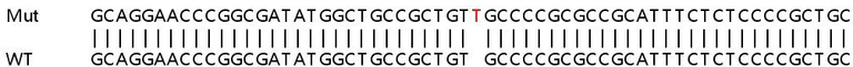 Sanger Sequencing - Human ERP29 knockout HEK-293T cell lysate (AB257188)