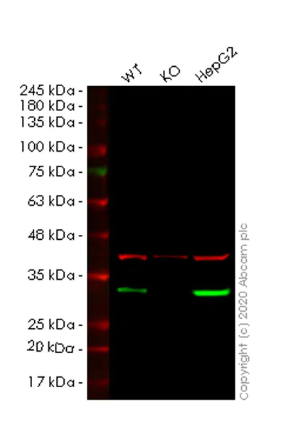 Western blot - Human ERP29 knockout HEK-293T cell lysate (AB257188)