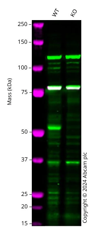 Western blot - Human ERRFI1 knockout A549 cell line (AB300930)