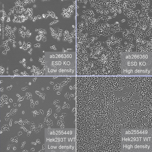 Cell Culture - Human ESD knockout HEK-293T cell line (AB266360), expandable thumbnail