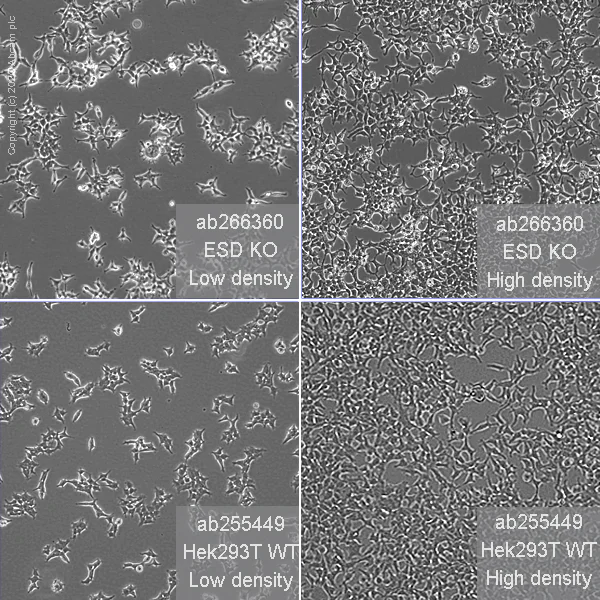 Cell Culture - Human ESD knockout HEK-293T cell line (AB266360)