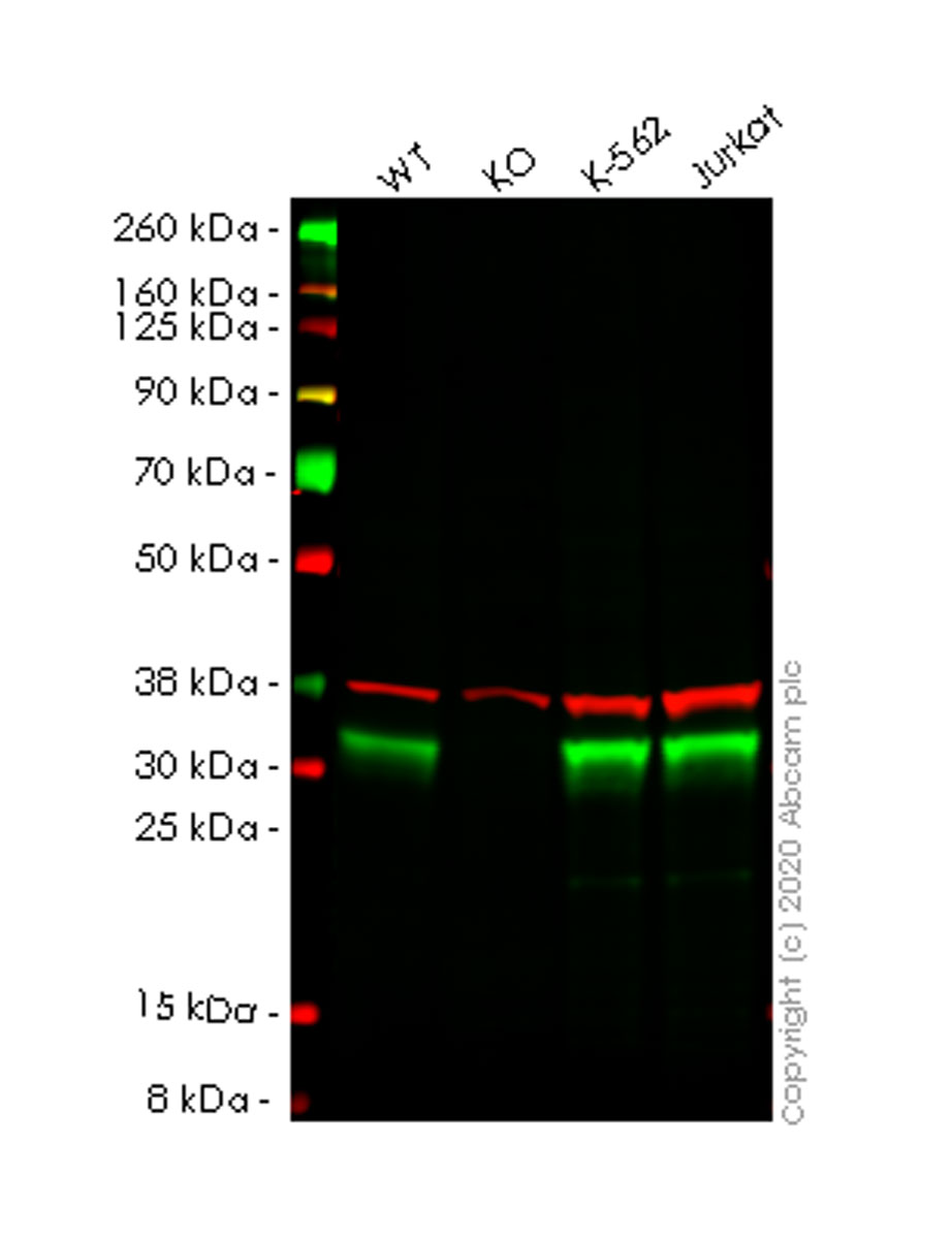 Western blot - Human ESD knockout HEK-293T cell lysate (AB257942), expandable thumbnail