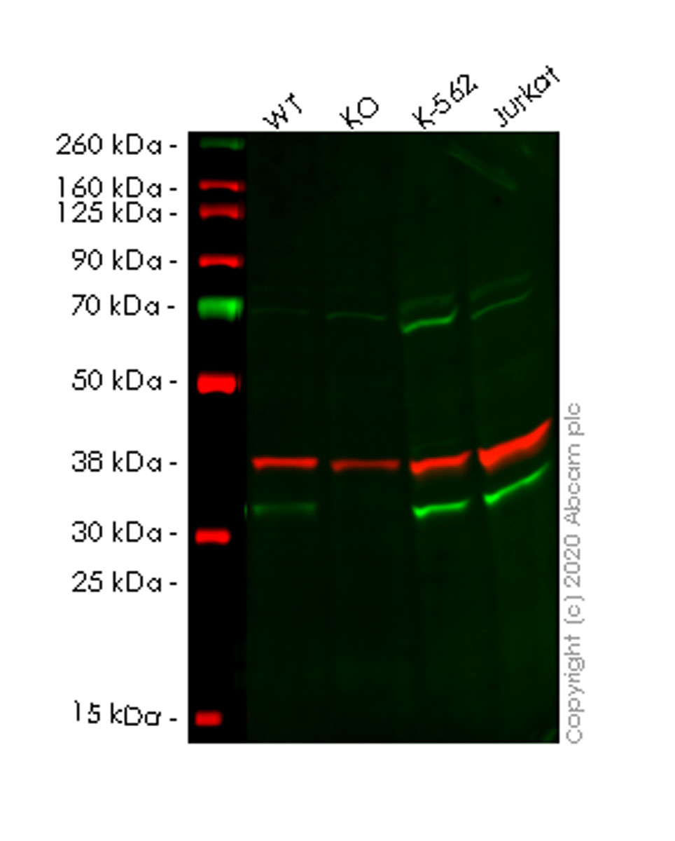 Western blot - Human ESD knockout HEK-293T cell lysate (AB257942), expandable thumbnail
