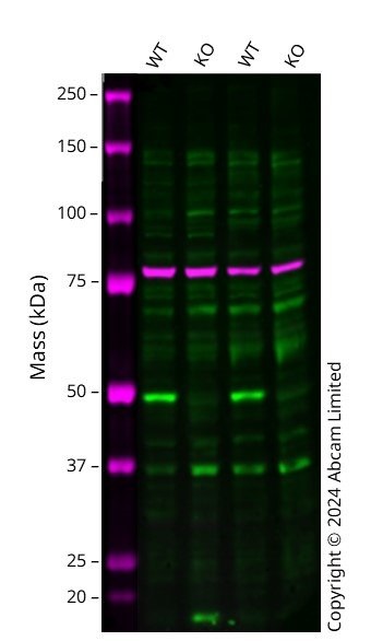 Western blot - Human ESRRA knockout MCF7 cell line (AB289292), expandable thumbnail