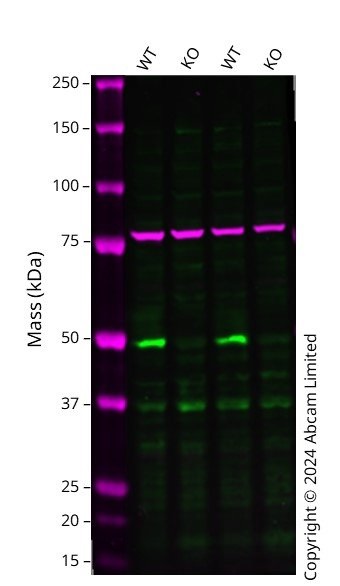 Western blot - Human ESRRA knockout MCF7 cell line (AB289292), expandable thumbnail