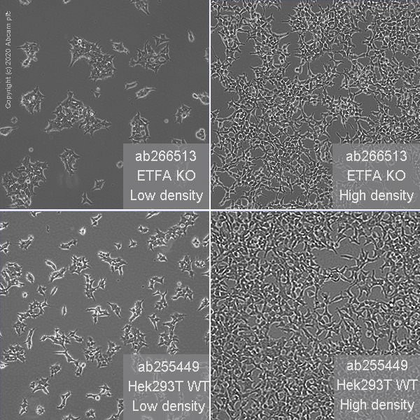 Cell Culture - Human ETFA knockout HEK-293T cell line (AB266513), expandable thumbnail