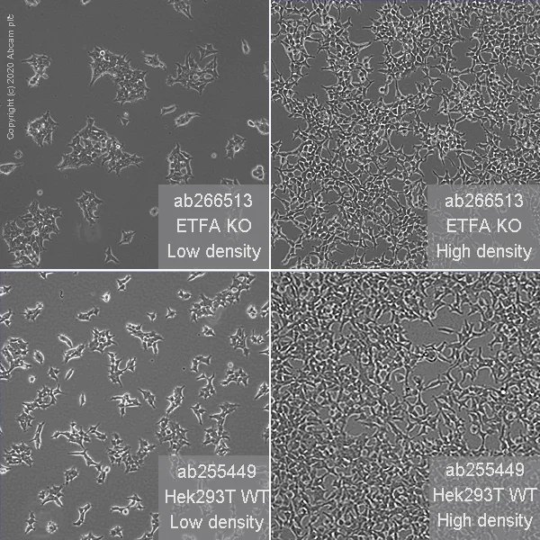 Cell Culture - Human ETFA knockout HEK-293T cell line (AB266513)