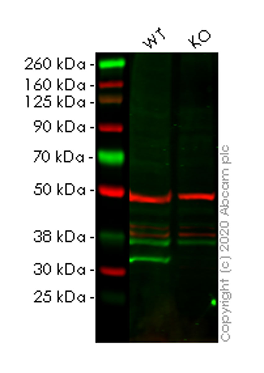 Western blot - Human ETFA knockout HEK-293T cell lysate (AB257943), expandable thumbnail