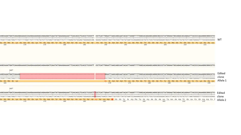 Next Generation Sequencing - Human ETS2 knockout HeLa cell line (AB274945)