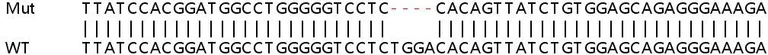 Sanger Sequencing - Human ETV6 (Tel) knockout A549 cell line (AB267100)