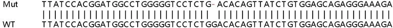 Sanger Sequencing - Human ETV6 (Tel) knockout A549 cell lysate (AB258417)