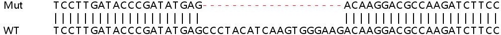 Sanger Sequencing - Human ETV7 knockout A549 cell line (AB267075)