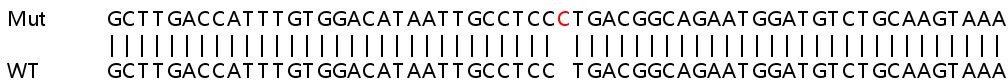 Sanger Sequencing - Human EXOC2 knockout HeLa cell line (AB265839), expandable thumbnail