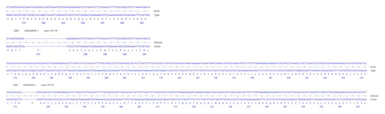 Next Generation Sequencing - Human EZH1 knockout A549 cell line (AB288218)