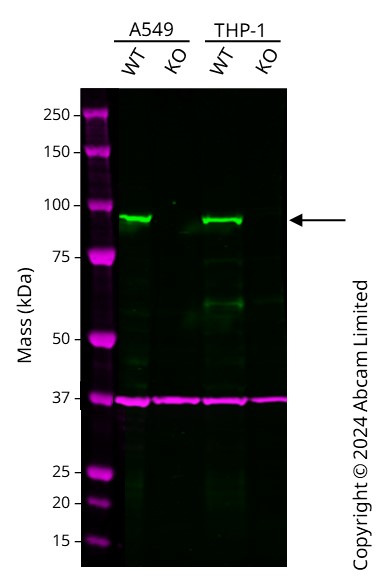 Human EZH1 knockout A549 cell line