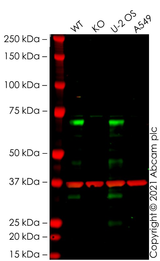 Western blot - Human EZHIP knockout U-2 OS cell line (AB281631), expandable thumbnail