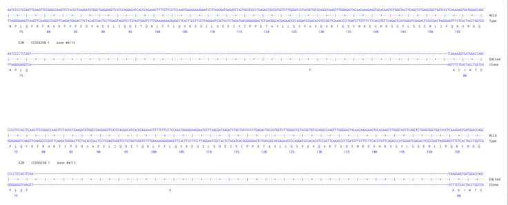 Next Generation Sequencing - Human EZR knockout A549 cell line (AB300934)