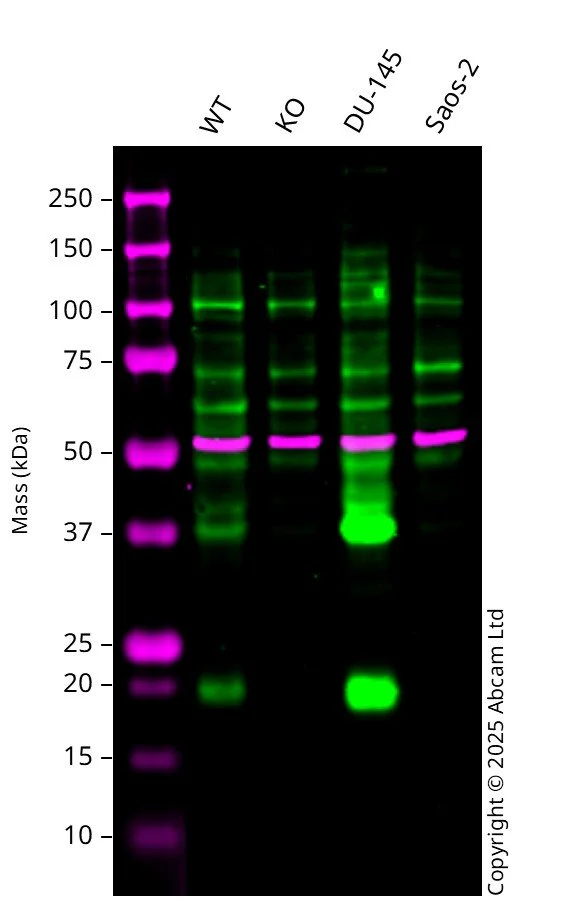 Western blot - Human F11R knockout U-87 MG cell line (AB326032)