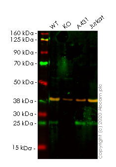Human FADD knockout HeLa cell lysate