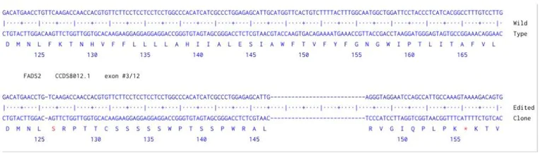 Sanger Sequencing - Human FADS2 Knockout A549 cell line (AB324211)