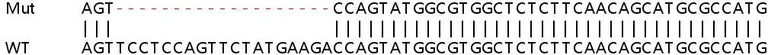 Sanger Sequencing - Human FAM129B knockout HEK-293T cell line (AB266826)