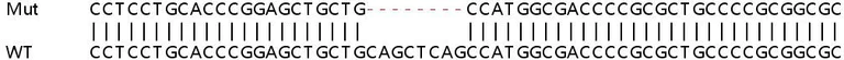 Sanger Sequencing - Human FAM136A knockout HEK-293T cell lysate (AB263194)