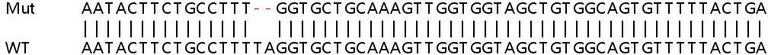 Sanger Sequencing - Human FAM3C (ILEI) knockout HeLa cell line (AB264723)