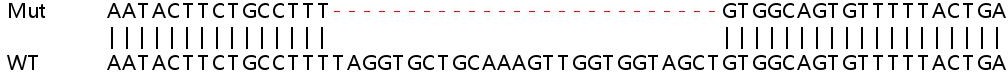 Sanger Sequencing - Human FAM3C (ILEI) knockout HeLa cell line (AB264723), expandable thumbnail