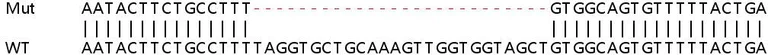 Sanger Sequencing - Human FAM3C (ILEI) knockout HeLa cell line (AB264723)