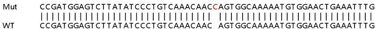 Sanger Sequencing - Human FAM46A knockout A549 cell line (AB266933)