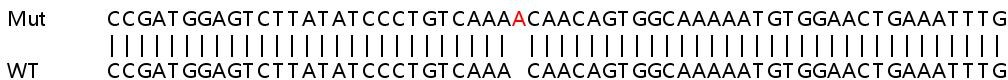 Human FAM46A knockout A549 cell line
